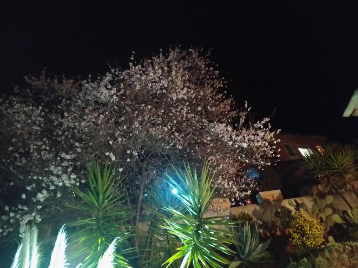 Locaspera Speracedes